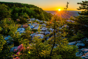 Allegan, Allegheny Mountains, Divoká príroda Dolly Sods, Eleganckie hory, Národná rezervácia Monongahela, plošina, západ slnka