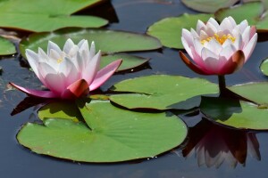 folhas, Nymphaeum, reflexão, água, lírios, lírio d'água