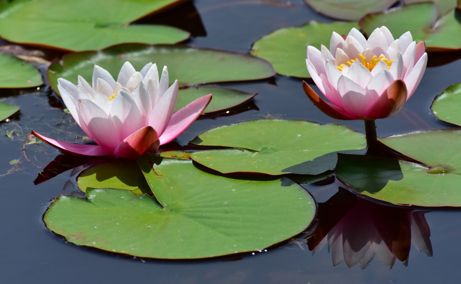 water lilies, reflection, leaves, water, Nymphaeum, water Lily