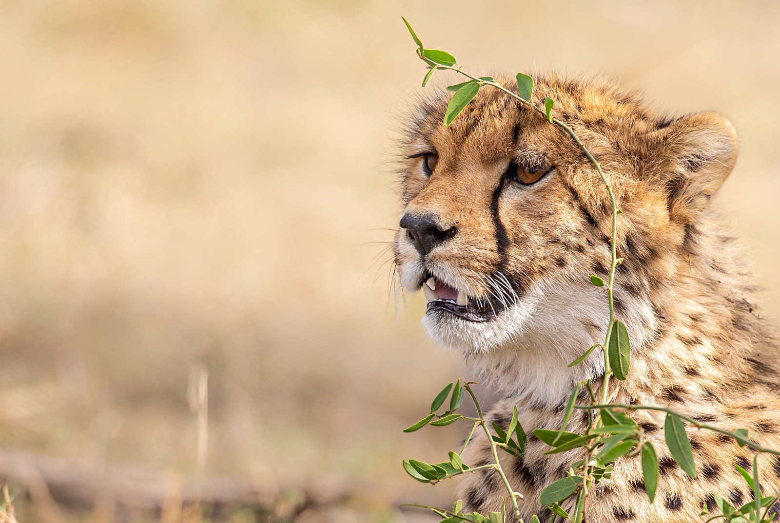 antecedentes, cara, gato salvaje, leopardo