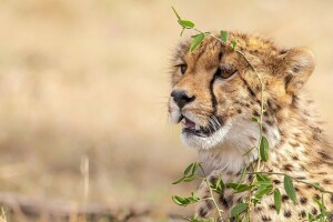 antecedentes, leopardo, cara, gato salvaje