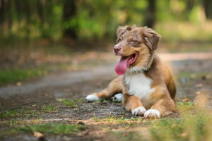 köpek, her biri, bak