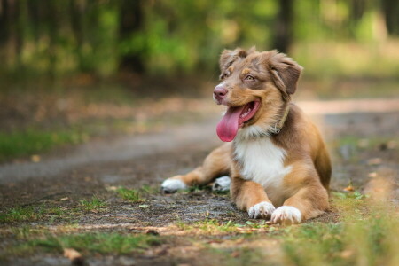 Hund, jeder, aussehen