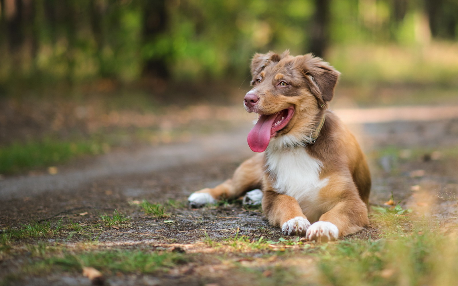 se, hund, varje