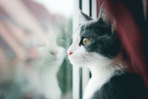 cat, Koshak, looks, mustache, Tomcat, window