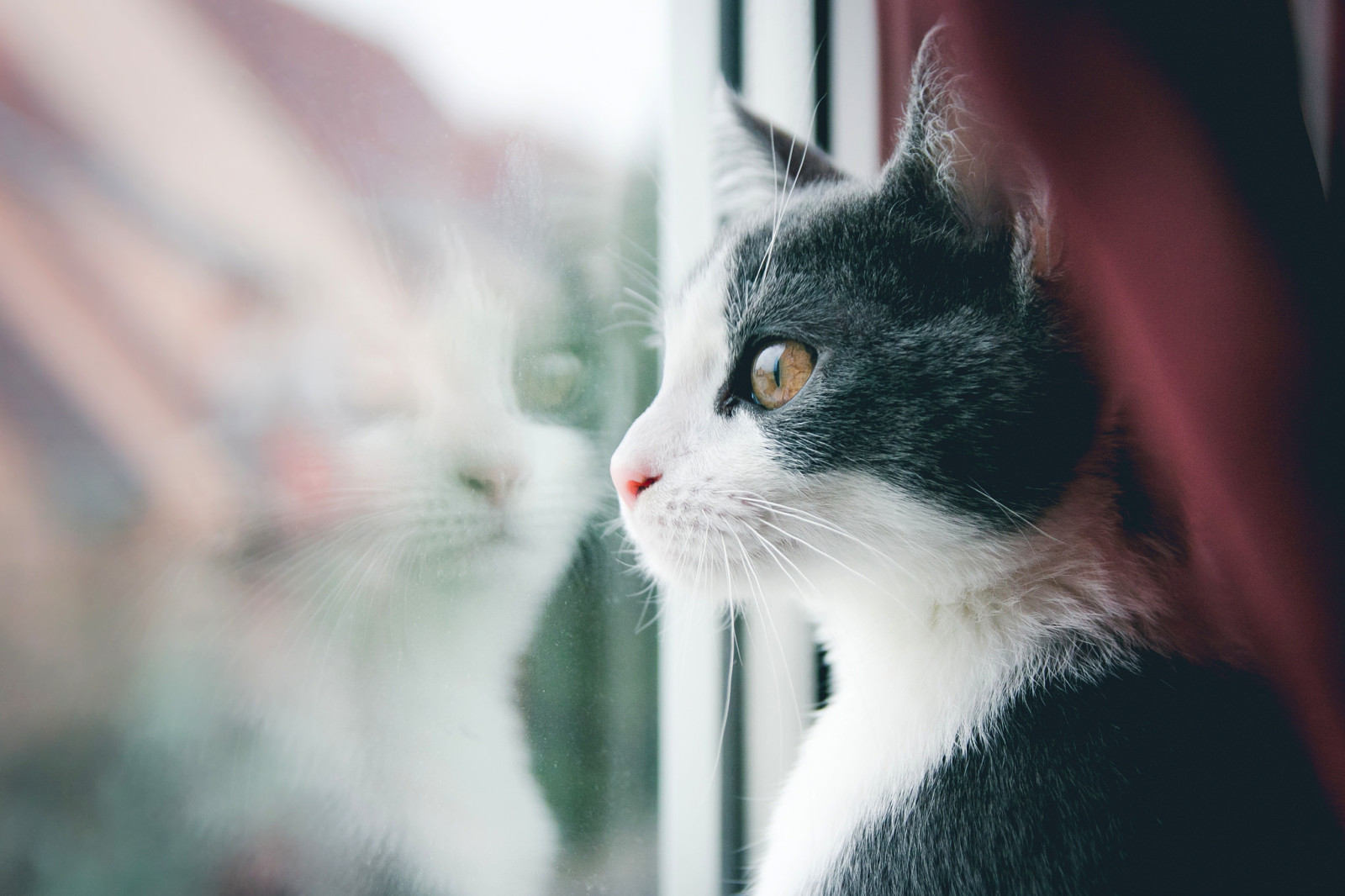 Katze, Fenster, Schnurrbart, sieht aus, Koshak, Kater