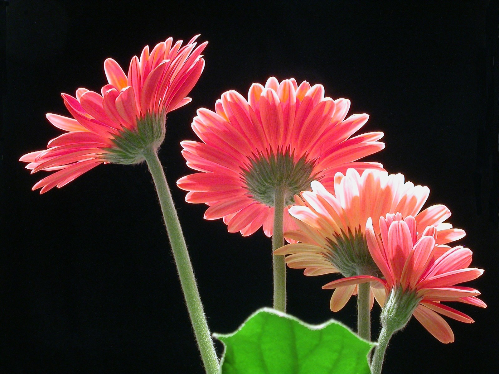 sfondo, macro, petali, gerbera, stelo