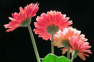 sfondo, gerbera, macro, petali, stelo