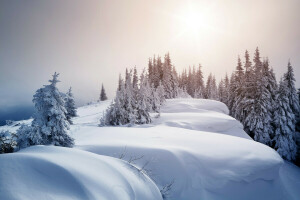 mangiò, neve, la neve, alberi, inverno