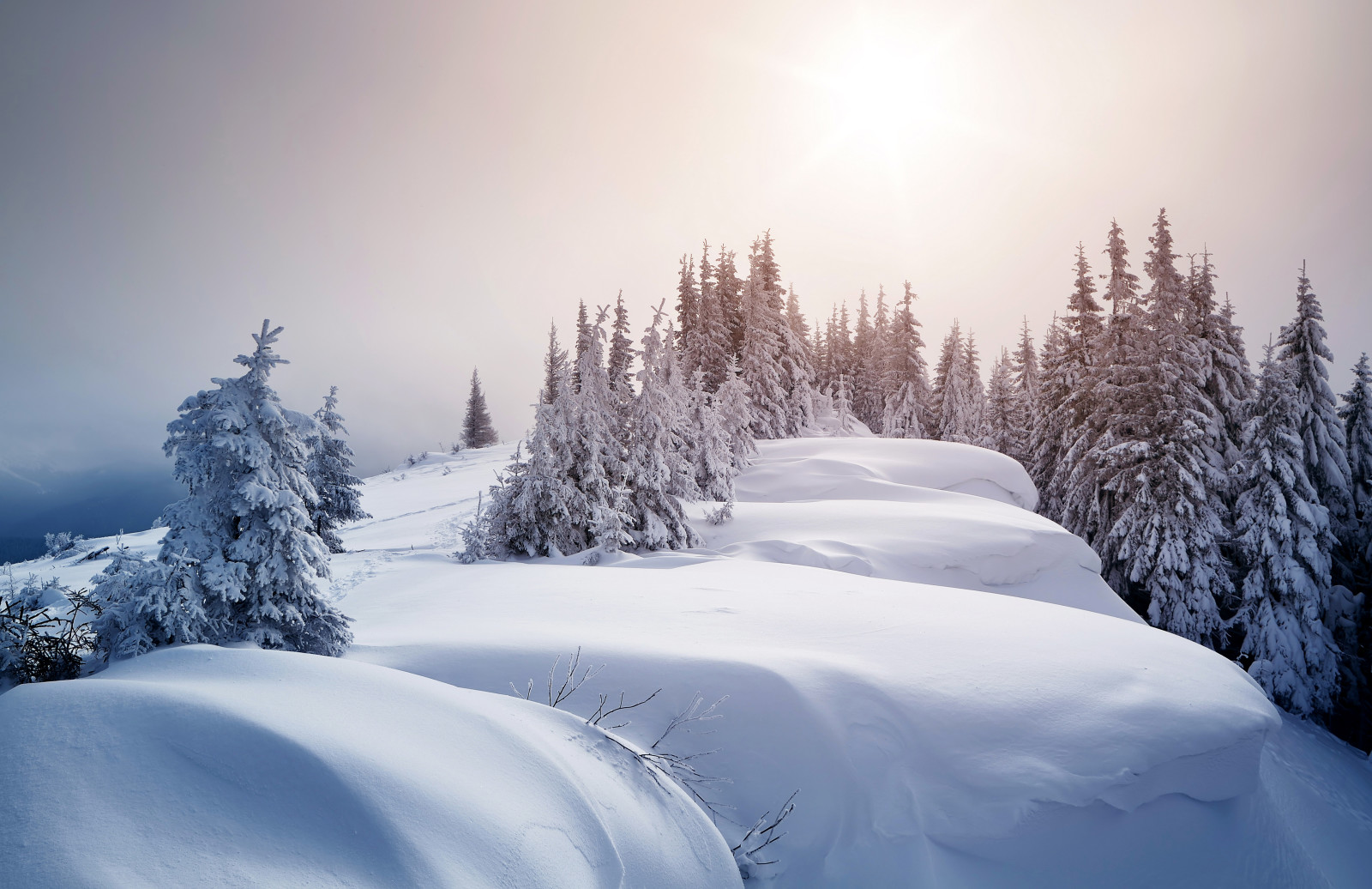 sne, vinter, træer, spiste, sneen