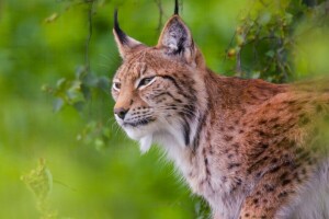 lynx, predator, wild cat