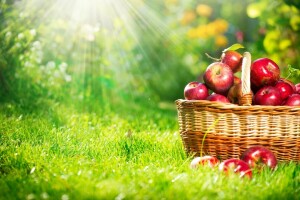 pommes, panier, la nature, Les rayons du soleil, CANNABIS