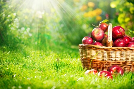 apples, basket, nature, The sun's rays, WEED