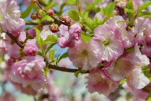 mandler, SKØNHED, blomstring, blomster, ferie, kan, natur, forår