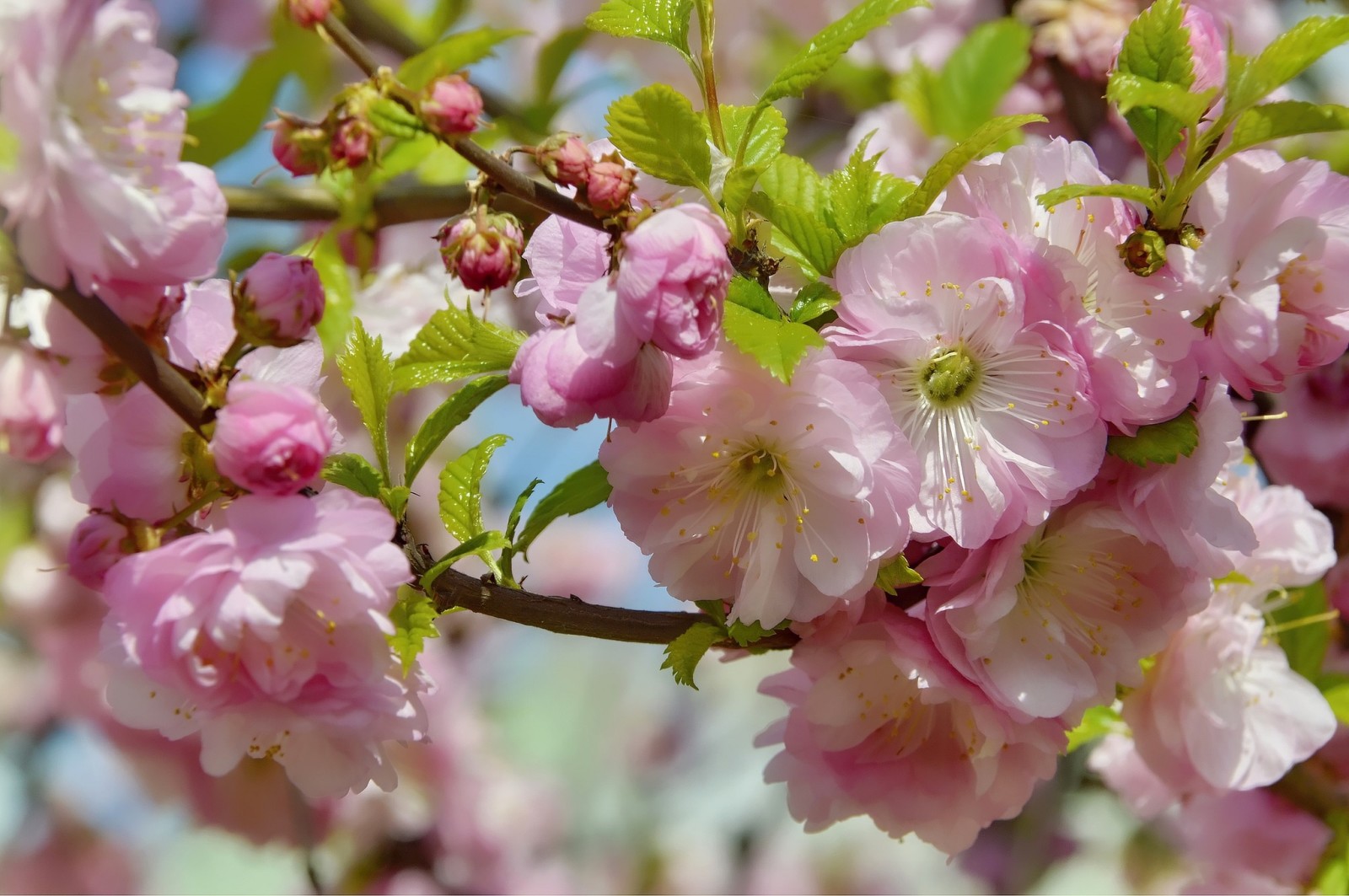 natura, BELLEZZA, vacanza, fiori, primavera, fioritura, Maggio, mandorle