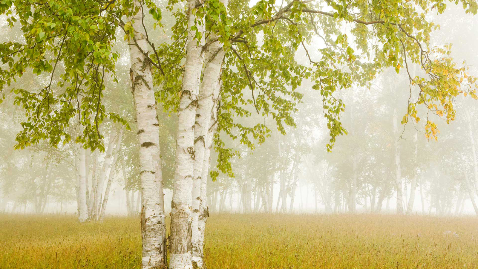 Canadá, niebla, abedul, Ontario, Bahía del Trueno