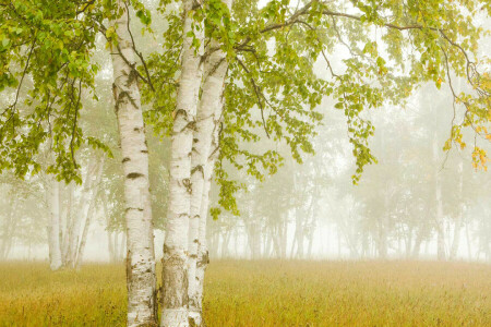 abedul, Canadá, niebla, Ontario, Bahía del Trueno