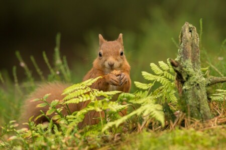 grass, protein, red, snag