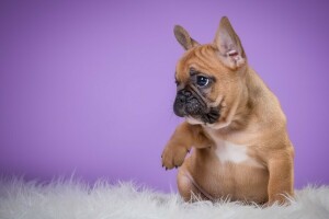 carino, cagnolino, piede, bulldog francese, cucciolo