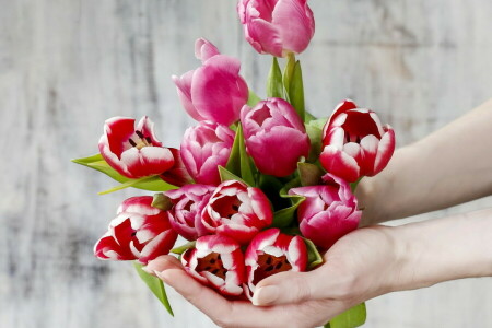 flowers, hands, spring, tulips