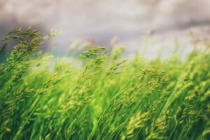 Hintergrund, Gras, Natur