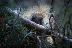 pine, porcupine, tree