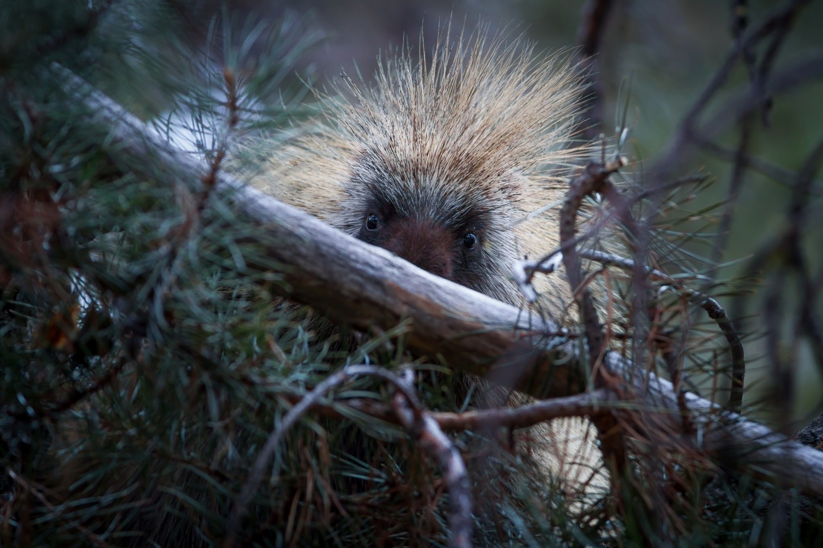 Baum, Kiefer, Stachelschwein