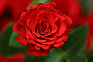 fundo, Bud, macro, rosa, rosa escarlate