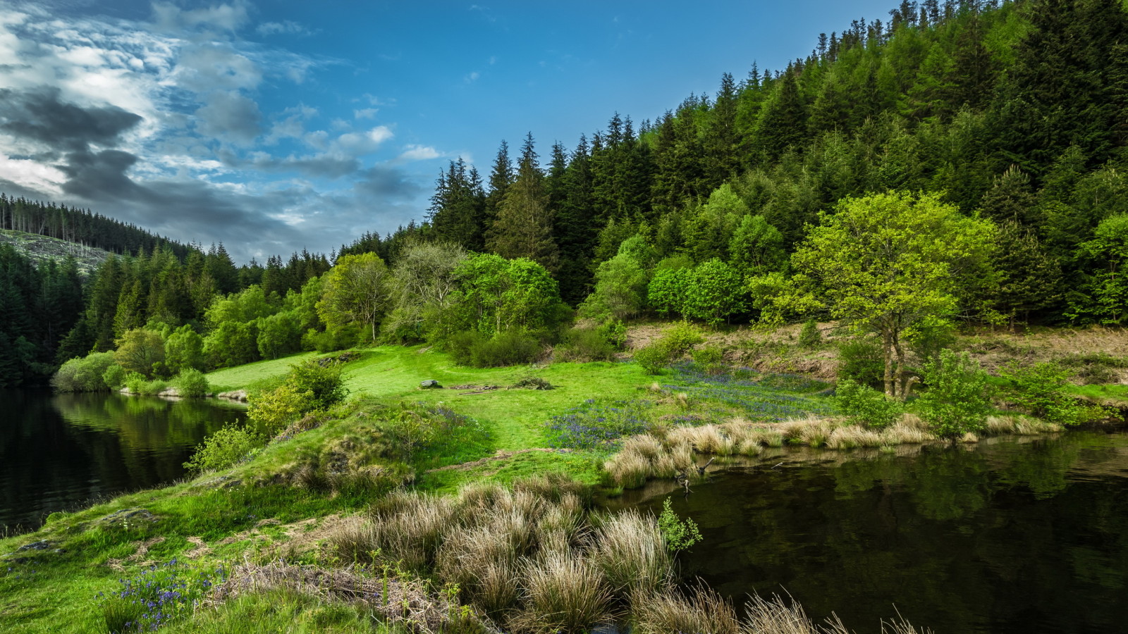 forest, nature, lake