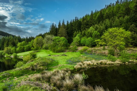 forest, lake, nature