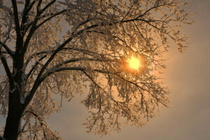 branches, gel, Des rayons, neige, le soleil, arbre