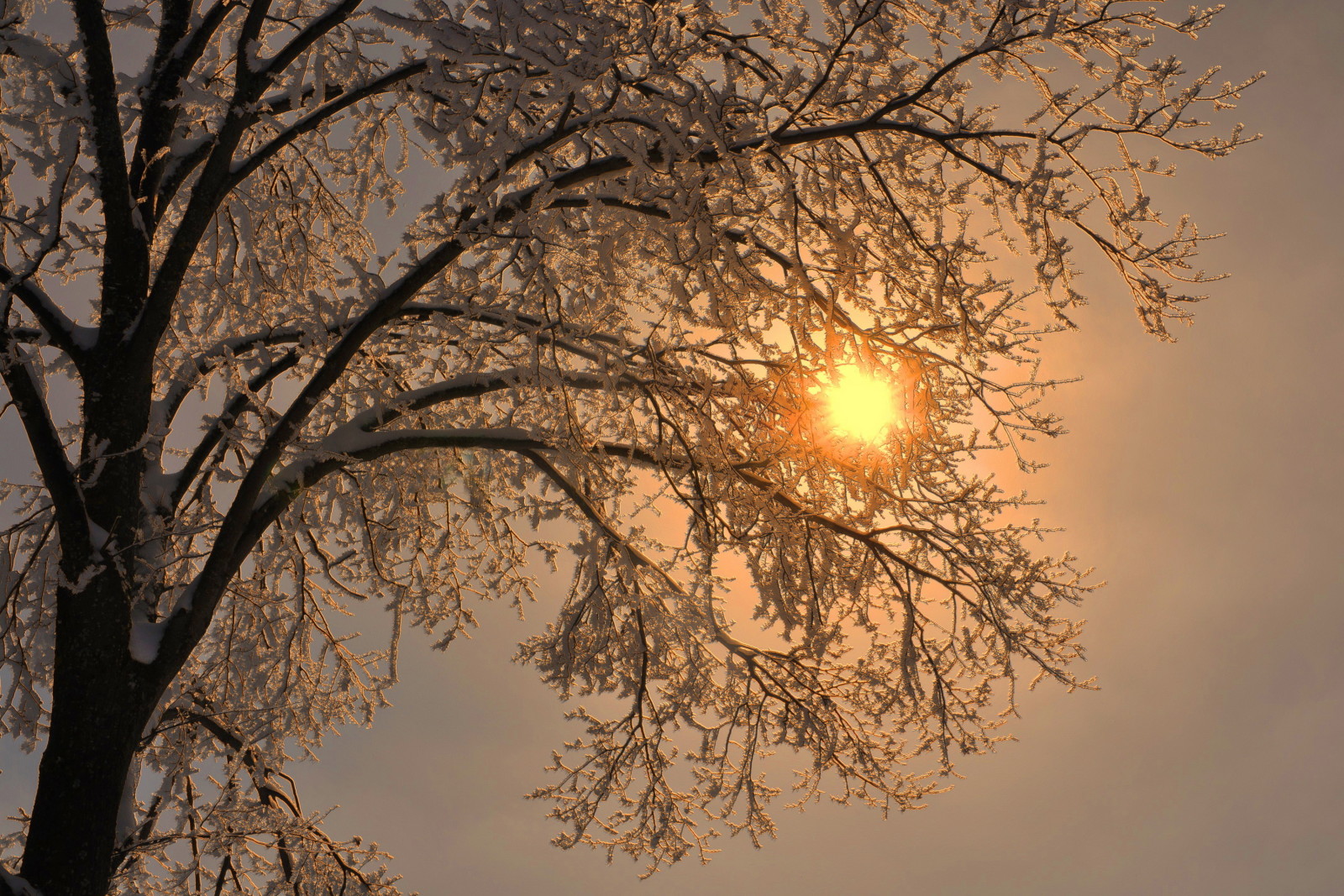 sne, træ, grene, stråler, frost, solen