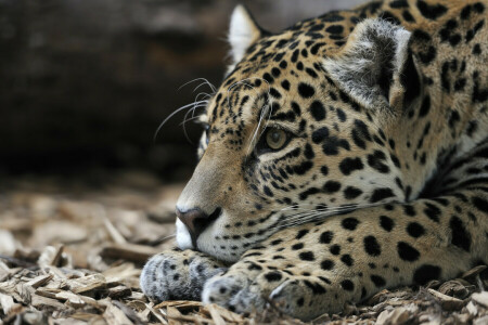 Animal, cabeza, Jaguar, depredador