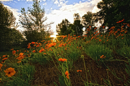 fleurs, forêt, clairière, herbe, le coucher du soleil, Le ciel