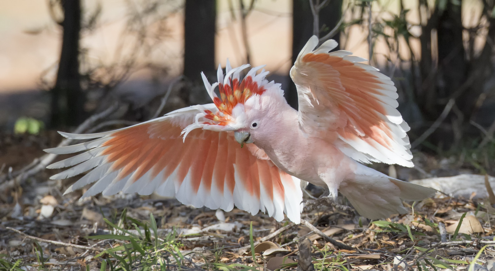 pájaro, alas, loro, cacatúa del desierto, cacatúa mayor Mitchell, Cacatúa Inka