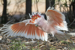 fågel, cockatoo major Mitchell, Kakadua-Inka, öken kakadua, papegoja, vingar