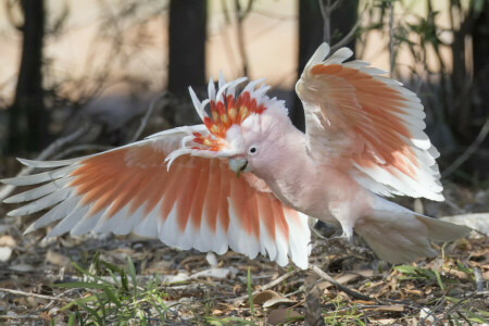 pássaro, cacatua principal Mitchell, Cacatua-Inka, cacatua do deserto, papagaio, asas