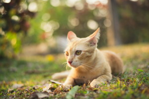 chat, Regardez, été