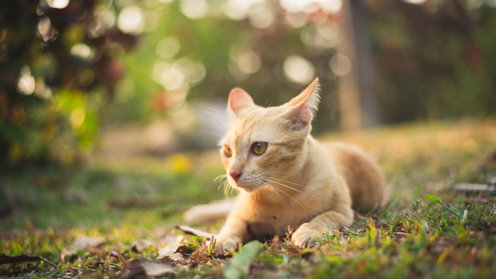 Guarda, gatto, estate