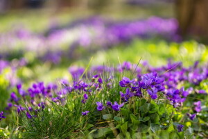 fleurs, la nature, printemps