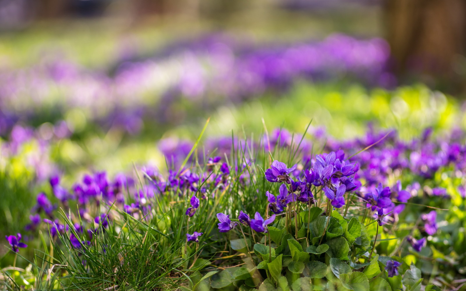 la nature, fleurs, printemps