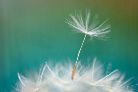 brin d'herbe, pissenlit, fleur, la nature