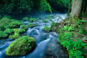 bosque, césped, río, piedras, corriente, arboles