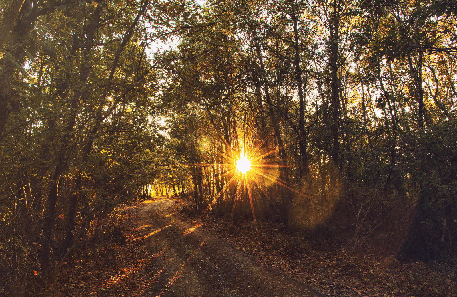 Woud, natuur, zonsondergang, de zon