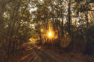 skog, natur, solnedgang, solen