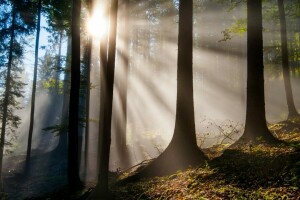 metsä, lehdet, luonto, säteet, Puut