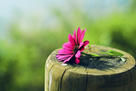 frame, macro, petals, red, stump, trunk