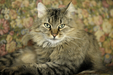 Contexte, chat, plein écran, Plein écran, Fonds d'écran HD, Maine Coon, vue, fond d'écran