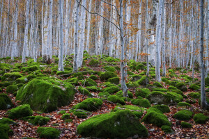 pădure, mușchi, pietre, copaci