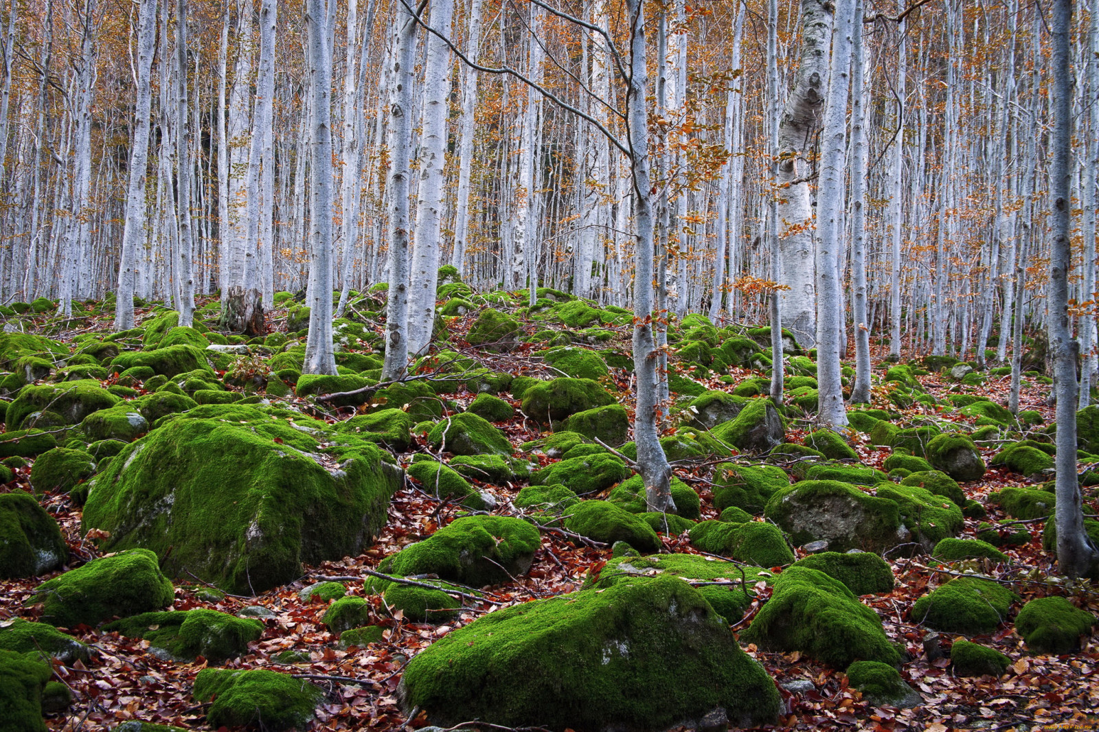 skog, steiner, trær, mose